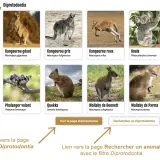 Images de marsupialia sous ordres : kangourou, koala, wombat, numbat, quokka, wallaby, phalanger volant. Lien vers la page taxon Diprotodontia.