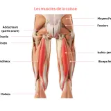 Anatomie de la cuisse : le muscle qui bouge tout seul, le quadriceps, est mis en évidence en rouge.