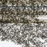 Une nuée de fourmis volantes, certaines avec des ailes, se presse sur une surface blanche.