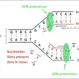 Schéma illustrant la réplication de l'ADN. L'ADN polymérase crée de nouveaux brins à partir de brins parentaux, utilisant des nucléotides libres.