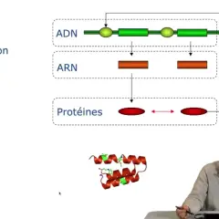 Schéma de la transcription et traduction de l'ADN en ARN puis en protéines, illustrant le code acide aminé. Une structure protéique est visible.