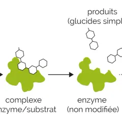Schéma de l'action enzymatique : un substrat (amidon) se lie à une enzyme (amylase) pour former un complexe enzyme/substrat, puis des produits (glucides simplifiés) sont libérés.