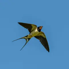 Une hirondelle aux longues queues effilochées plane dans un ciel bleu clair. Elle chasse peut-être des insectes, expliquant pourquoi les hirondelles volent bas.
