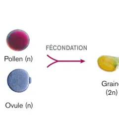 Schéma illustrant le cycle de reproduction d'une plante, de la méiose à la fécondation, produisant une graine puis une plante fille génétiquement différente.