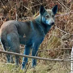Un chien au pelage bleu étrange, peut-être un signe de mutation chez les animaux de Tchernobyl, se tient dans un environnement boisé.