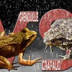 Grenouille et crapaud, deux amphibiens aux différences notables, se font face sous une pluie battante.