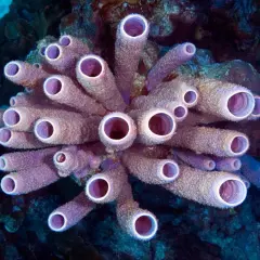 Un bouquet de tubes violets, comme une **éponge de mer** tubulaire, s'épanouit dans les profondeurs bleues.
