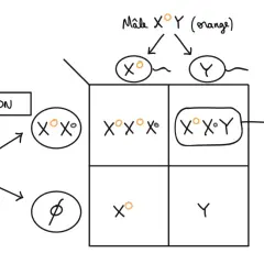 Diagramme de Punnett illustrant la non-disjonction des chromosomes sexuels chez un chat. Un mâle XY (orange) produit des gamètes X° et Y. Une femelle X°X° (écaille de tortue) produit des gamètes X°. Une combinaison anormale X°X°Y donne un chat mâle à l...