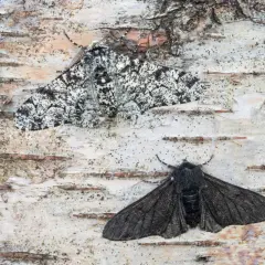 Deux phalènes du bouleau, l'une mouchetée et l'autre sombre, se camouflent sur l'écorce d'un bouleau.