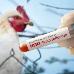 Un poulet est testé pour la grippe aviaire H5N1. Un tube à essai contenant du sang est tenu par une main gantée, avec le texte "H5N1 Avian Influenza" visible.