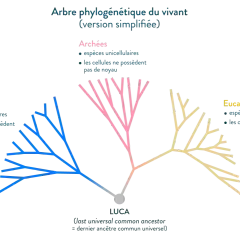 Arbre phylogénétique simplifié montrant la classification des êtres vivants : Bactéries, Archées et Eucaryotes, issus d'un ancêtre commun.