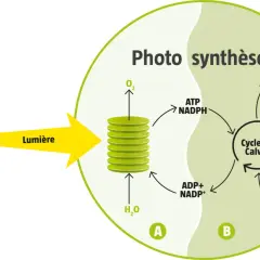 Schéma illustrant la phase photochimique de la photosynthèse : la lumière active les réactions dans les thylakoïdes (A) pour produire ATP et NADPH, essentiels au cycle de Calvin (B).