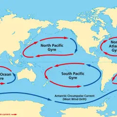 Carte des courants marins mondiaux, montrant les gyres de l'océan Atlantique et Pacifique, ainsi que le courant circumpolaire antarctique.