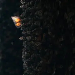 Un papillon monarque isolé, aux ailes orange vif, s'envole d'une masse sombre de papillons, illustrant l'effet papillon def.