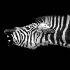 Un animal noir et blanc, une zèbre, rugit avec sa bouche ouverte, révélant ses dents.