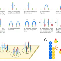 Illustration du séquençage haut débit : étapes de synthèse et de séparation de brins d'ADN pour l'analyse.