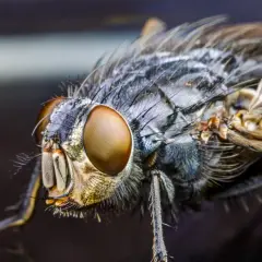 Gros plan sur la tête d'une mouche, révélant ses immenses yeux composés aux reflets dorés, semblables à des yeux de mouche complexes.