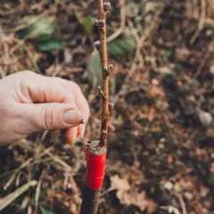 Main d'un jardinier tenant une jeune tige, montrant un type de greffage avec du ruban rouge pour assurer la fusion.