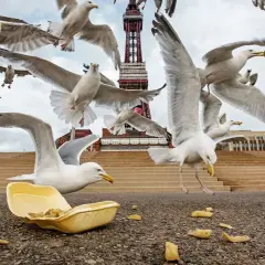 Une nuée de mouettes en vol s'approche d'une barquette de frites abandonnée, avec la tour de Blackpool en arrière-plan.