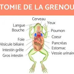 Schéma anatomique d'une grenouille SVT, montrant le cerveau, les yeux, la langue, la bouche, le foie, la vésicule biliaire, l'intestin grêle, le gros intestin, les poumons, le cœur, le pancréas et la vessie urinaire.