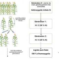 Schéma illustrant la domestication des plantes par auto-fécondation successive de maïs, réduisant l'hétérozygotie jusqu'à une lignée pure fixée.