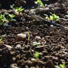 Jeunes pousses vertes émergeant de la terre sombre, signe de la vie du sol.