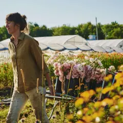 Une femme transporte un chariot rempli de fleurs roses et blanches dans un champ. Ces fleurs, qu'elles soient plante annuelle ou vivace, sont prêtes à être cueillies.