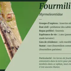 Un fourmilion, insecte prédateur, se repose sur une branche. Sa larve, redoutable chasseuse, creuse des pièges en entonnoir dans le sable.