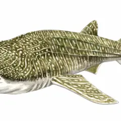 Illustration d'un requin-baleine, le requin le plus grand du monde, avec sa bouche ouverte et son corps tacheté.