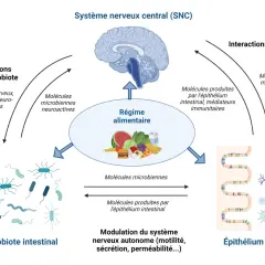 Schéma illustrant les interactions entre le système nerveux central, le régime alimentaire, le microbiote intestinal et l'épithélium intestinal.