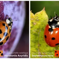 Comparaison entre une coccinelle asiatique (Harmonia axyridis) orange à pois noirs et une coccinelle autochtone rouge à pois noirs.