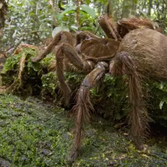 La plus grosse araignée du monde, une tarentule poilue, se repose sur un tronc couvert de mousse dans une forêt tropicale.