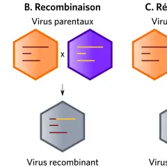 Schéma illustrant qu'est ce qu'un virus : mutation, recombinaison et réassortiment génétique.