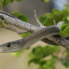 Un serpent mamba noir, aux écailles grises, s'enroule sur une branche d'arbre, entouré de feuilles vertes.