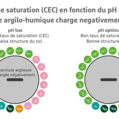 Le complexe argilo-humique chargé négativement montre une mauvaise structure du sol à pH bas, avec peu de cations. À pH optimal, la structure s'améliore avec plus de cations.