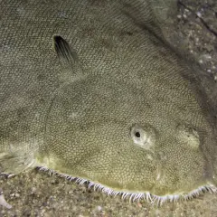 Un poisson plat, le sole, se camoufle parfaitement sur le sable. Ses yeux sont tournés vers le haut, prêt à surprendre.