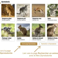 Images de marsupialia sous ordres : kangourou, koala, wombat, numbat, quokka, wallaby, phalanger volant. Lien vers la page taxon Diprotodontia.