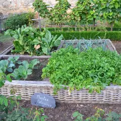 Jardin potager avec légumes variés dans des carrés surélevés. La nature du sol semble riche et bien entretenue, favorisant la croissance des plantes potagères.