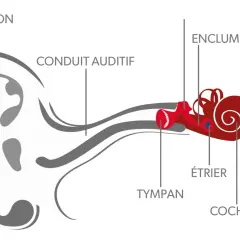 Schéma illustrant le fonctionnement de l'oreille : pavillon, conduit auditif, tympan, enclume, étrier, cochlée et nerf.