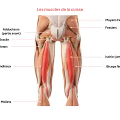 Anatomie de la cuisse : le muscle qui bouge tout seul, le quadriceps, est mis en évidence en rouge.