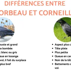 Comparaison visuelle entre un corbeau, robuste, et une corneille, plus fine. Le corbeau a une tête bombée et une queue en losange, tandis que la corneille a une tête plate et une queue carrée.
