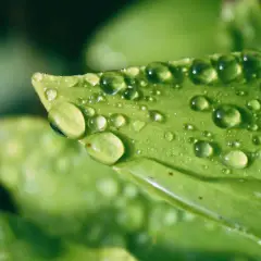 Gouttes scintillantes de la rosée du matin sur une feuille verte, capturant la fraîcheur d'un nouveau jour.