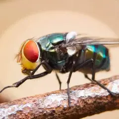 Une mouche verte aux grands yeux rouges se frotte les pattes sur une branche. Elle nettoie ses capteurs pour mieux sentir et goûter.