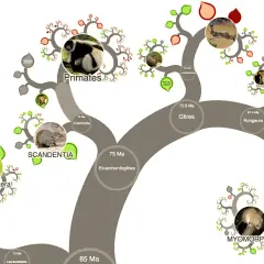 L'arbre du vivant illustre l'évolution des mammifères, montrant des primates, des rongeurs et d'autres groupes à travers des branches stylisées.