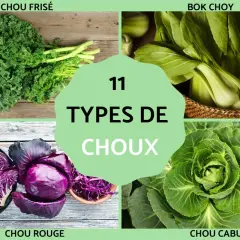 Découvrez 11 types de choux : chou frisé, bok choy, chou rouge et chou cabus. Une belle variété de choux pour tous les goûts.