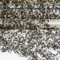 Une nuée de fourmis volantes, certaines avec des ailes, se presse sur une surface blanche.