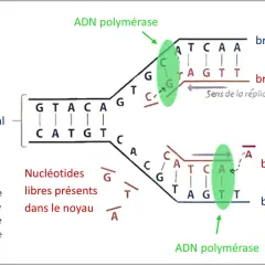 Schéma illustrant la réplication de l'ADN. L'ADN polymérase crée de nouveaux brins à partir de brins parentaux, utilisant des nucléotides libres.