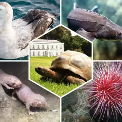 Une tortue géante, un albatros, un esturgeon, des rats-taupes nus et un oursin. La tortue est l'animal qui vie le plus longtemps.