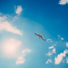Un goéland plane dans un ciel bleu éclatant, baigné par le soleil. Une question se pose : pourquoi le ciel est-il bleu ?