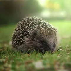 Un hérisson en boule, couvert de piquants, explore l'herbe verte.